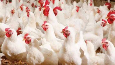 اختلاف قیمت مرغ در استان‌های مختلف دردسرساز شد