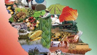 استراتژی تشکیل سبد هوشمند از ابزارهای مالی در کشاورزی ایران