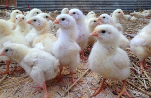 افزایش تولید جوجه یکروزه منجر به رشد تولید مرغ سایز می‌شود