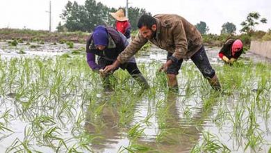افزایش ۳۰۰ درصدی دستمزد نشاء برنج در مازندران