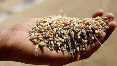 بیش از یک‌سوم بذر محصولات زراعی توسط شبکه‌های تعاونی تولید می‌شود