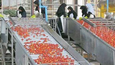 رتبه نخست زنجان در توسعه صنایع تبدیلی کشاورزی