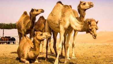 صادرات شتر آزاد شد