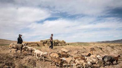 عشایر با خشکسالی سختی مواجهند