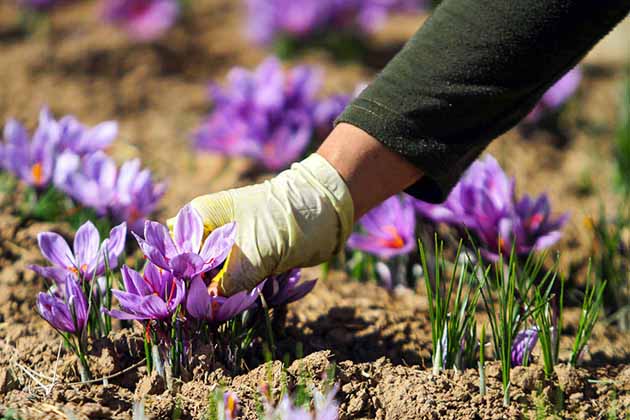 فعال‌سازی سیستم نوآوری و فناوری کشور برای حل شبکه مسائل زعفران شهرستان ‌باخرز‌