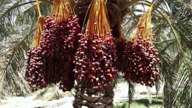 ناهماهنگی دستگاه ها در ۲ سال گذشته، صادرکنندگان را دلسرد کرد