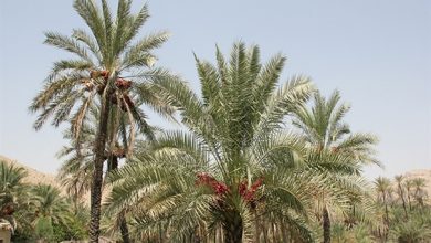 نخل‌هایی که با خُرخُر سوسک‌ها می‌میرند!