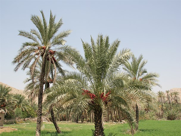 نخل‌هایی که با خُرخُر سوسک‌ها می‌میرند!