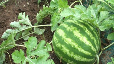 کشت صیفی جات در زمین های فیروزآباد آغاز شد