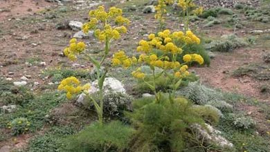 کشت گیاهان دارویی در خشکسالی، بهترین موقعیت کشاورزی است