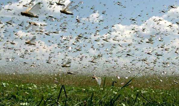 کنیا از ملخ‌های مهاجم به عنوان خوراک دام استفاده می‌کند