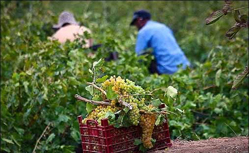 آغاز برداشت زودرس‌ترین انگور کشور از تاکستان‌های سیستان و بلوچستان