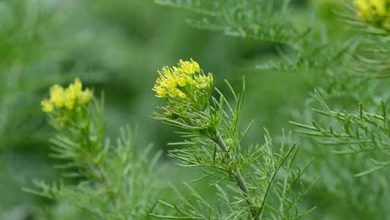 آغاز برداشت مکانیزه خاکشیر از مزارع مرودشت