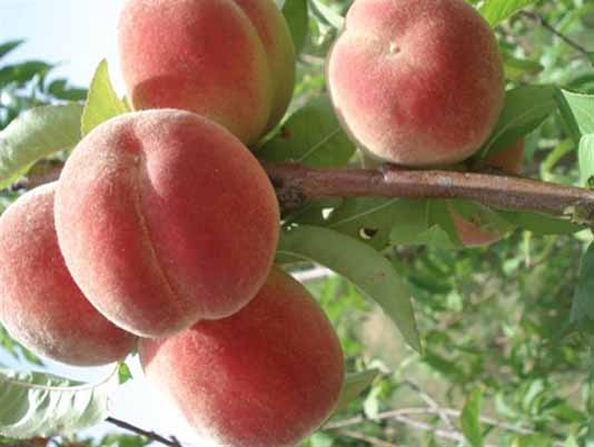 برداشت هلو و شلیل از باغ‌های مازندران آغاز شد