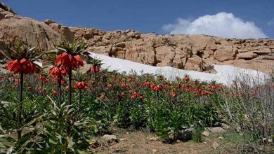 «بودجان» روستای عشایرنشین دهاقان می‌شود