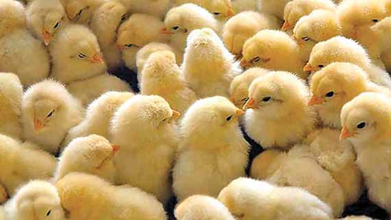 تقاضا برای جوجه‌ریزی به شدت بالا رفت