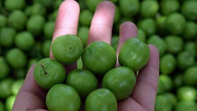 جزئیات قیمت میوه های فصل