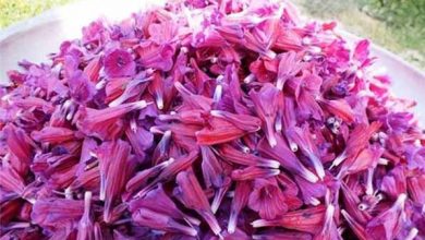 حضور پررنگ زنان املشی در تولید و فروش گل گاوزبان