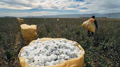 رونق پنبه‌کاری، راهبرد بومی توسعه و کاهش بیکاری گلستان