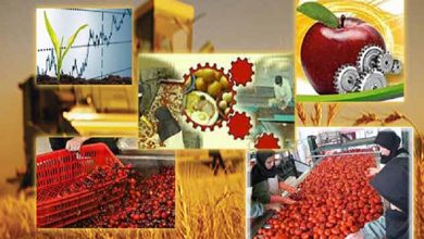 زنجان، استان برتر در فرآوری محصولات کشاورزی