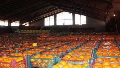 فساد مرکبات نتیجه پیوند سود و فرصت طلبی دلالان