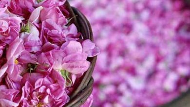 فصل گل و گلاب در فراق گردشگر