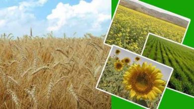 مسیر مخالف دولت با سیاست‌ جهانی در حمایت از محصولات استراتژیک کشاورزی