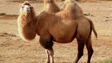 موفقیت محققان کشور در ثبت بارکد DNA شتر دوکوهانه ایران