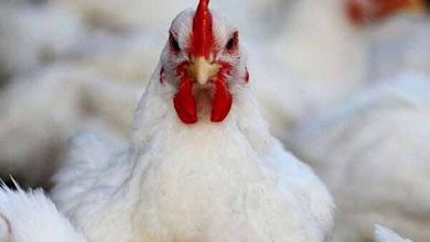 نژاد آرین، «مرغ اجداد» مورد نیاز کشور را تامین می‌کند