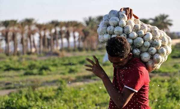 چرا پیاز پیازکاران جنوب روی دست‌شان ماند؟