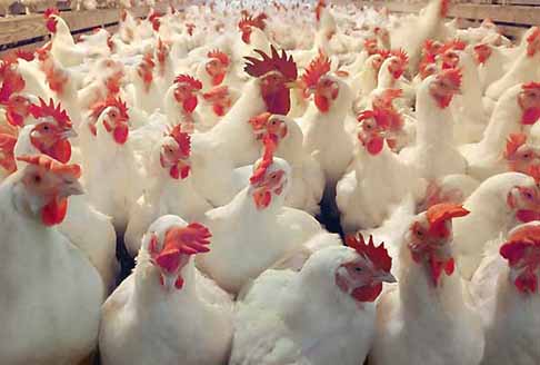 7 سؤال مهمی که به هنگام تهیۀ خوراک برای مرغ گوشتی باید پرسید