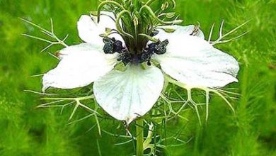 آغاز برداشت سیاه دانه در کازرون