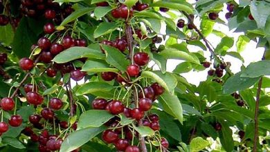 آغاز برداشت گیلاس در خراسان شمالی