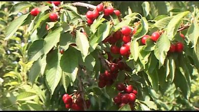 آغاز فصل آلبالو چینی در فلاورجان