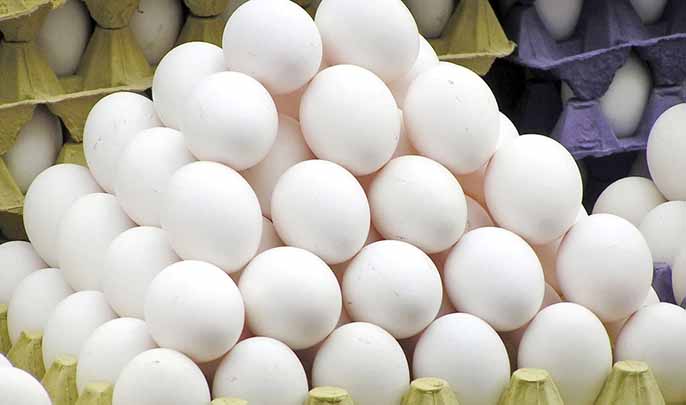 افزایش قیمت تخم مرغ نتیجه کشتار مرغ‌هاست