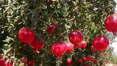 افزایش ۴۸ درصدی تولیدات باغی یزد با بهره‌وری از منابع آب