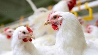 افشای پشت پرده گرانی دوباره مرغ