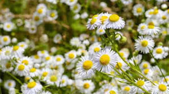 تغییر کشت‌های معمول به زراعت گیاهان دارویی با شیوع کرونا