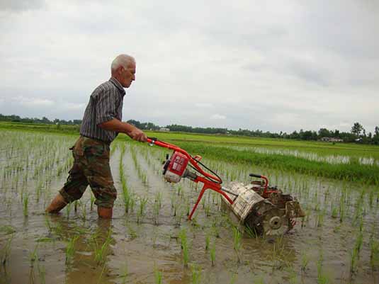 تنش کرونا بر پیکر بی‌جان اقتصاد کشاورزی در مازندران