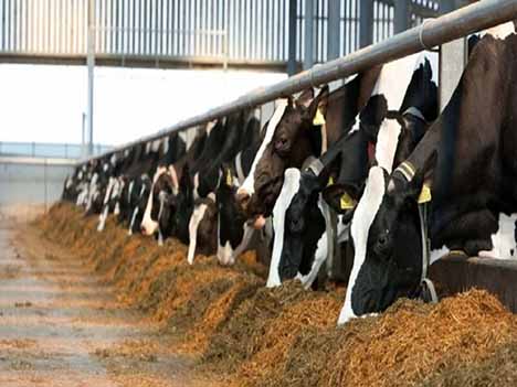 خوراک دام با استفاده از پسماند نیشکر تامین می‌شود