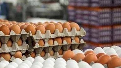 معاون سابق وزیر جهاد کشاورزی: از تولید مازاد و صادرات مرغ و تخم‌مرغ به صف مرغ رسیدیم