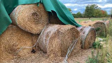 نقش میکروپلاستیک‌ها در آلودگی خاک‌های کشاورزی