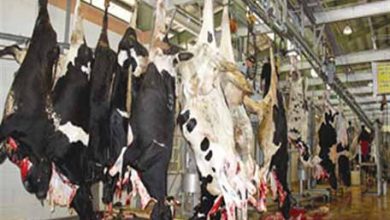 کشتار دام‌های مولد و بی توجهی دولت