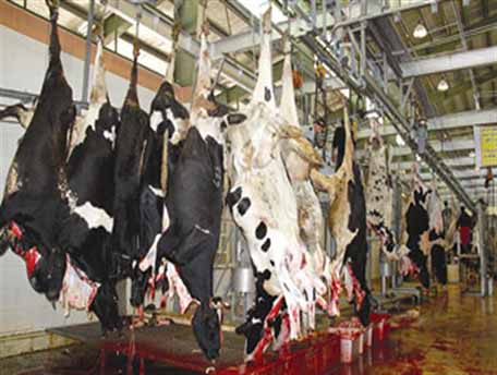 کشتار دام‌های مولد و بی توجهی دولت