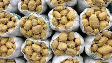 کیفیت تولید سیب‌زمینی در اردبیل بالاتر از میانگین جهانی است