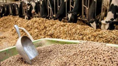 انحصار دولت، عامل کندی در تأمین نهاده‌های دامی است