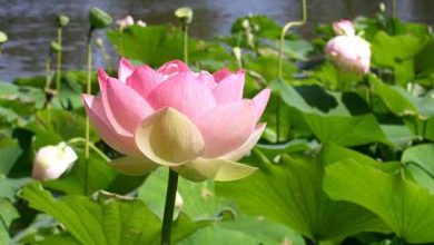 ایران زیباست؛ لوتوس هندی در آب بندان «اجاک سر»