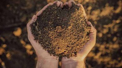 باقیمانده حیوانات دریائی در خوراک دام و طیور