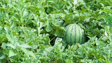 برداشت هندوانه در گیلان