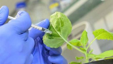 توسعه فناوری­های نوین در حفظ نباتات کشور